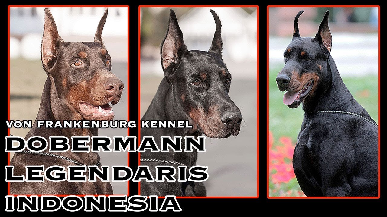 PAMER ANJING DOBERMANN DI KENNEL LEGENDARIS INDONESIA !!! - VON FRANKENBURG