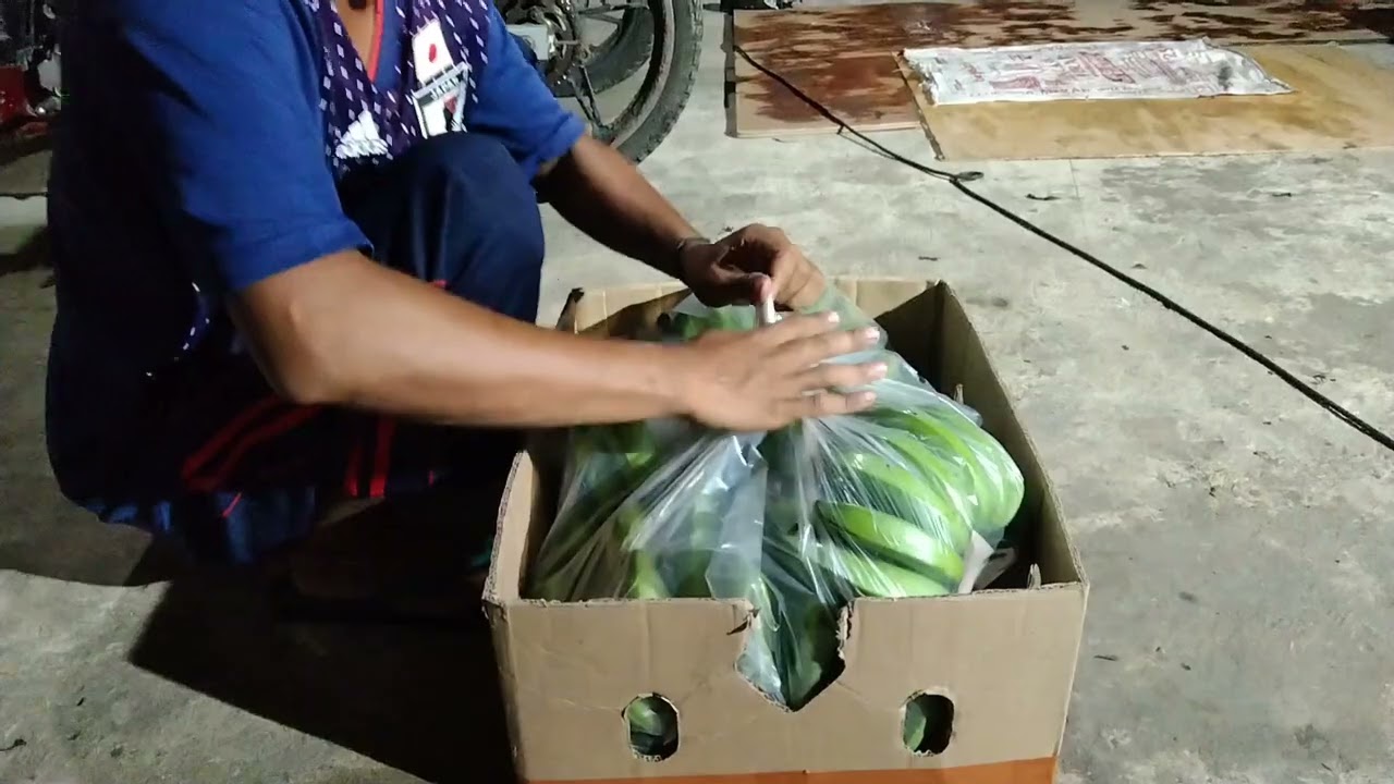 Pisang cavendis Terbesar 1,6 m dimusimnya 