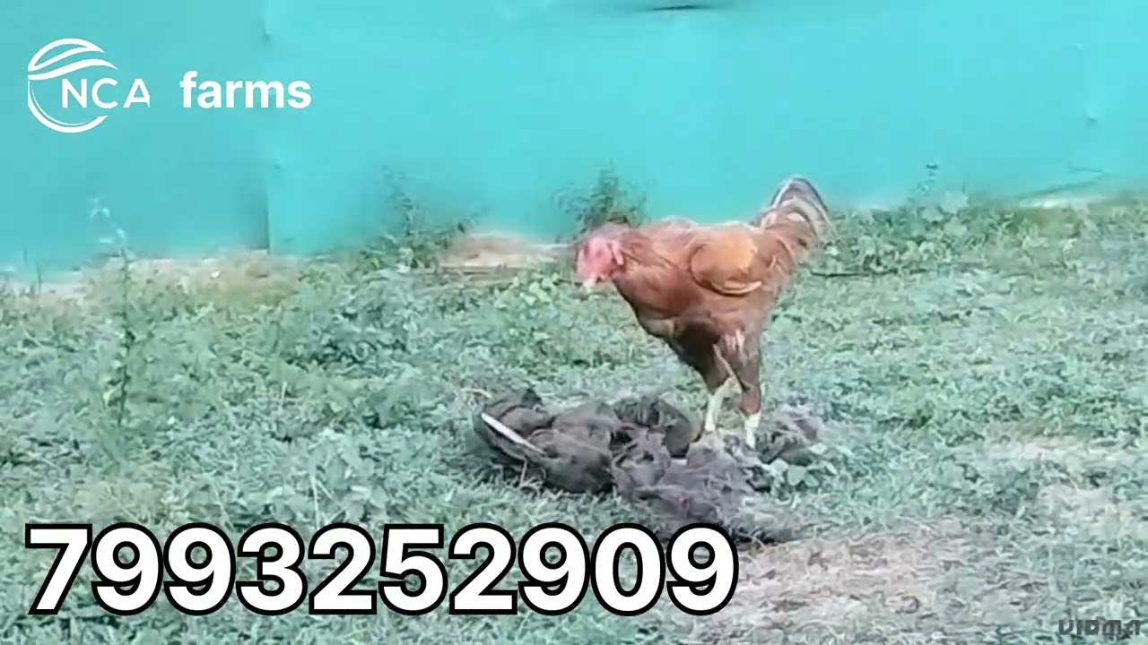 Breeder kodu punju sale number 7993252909