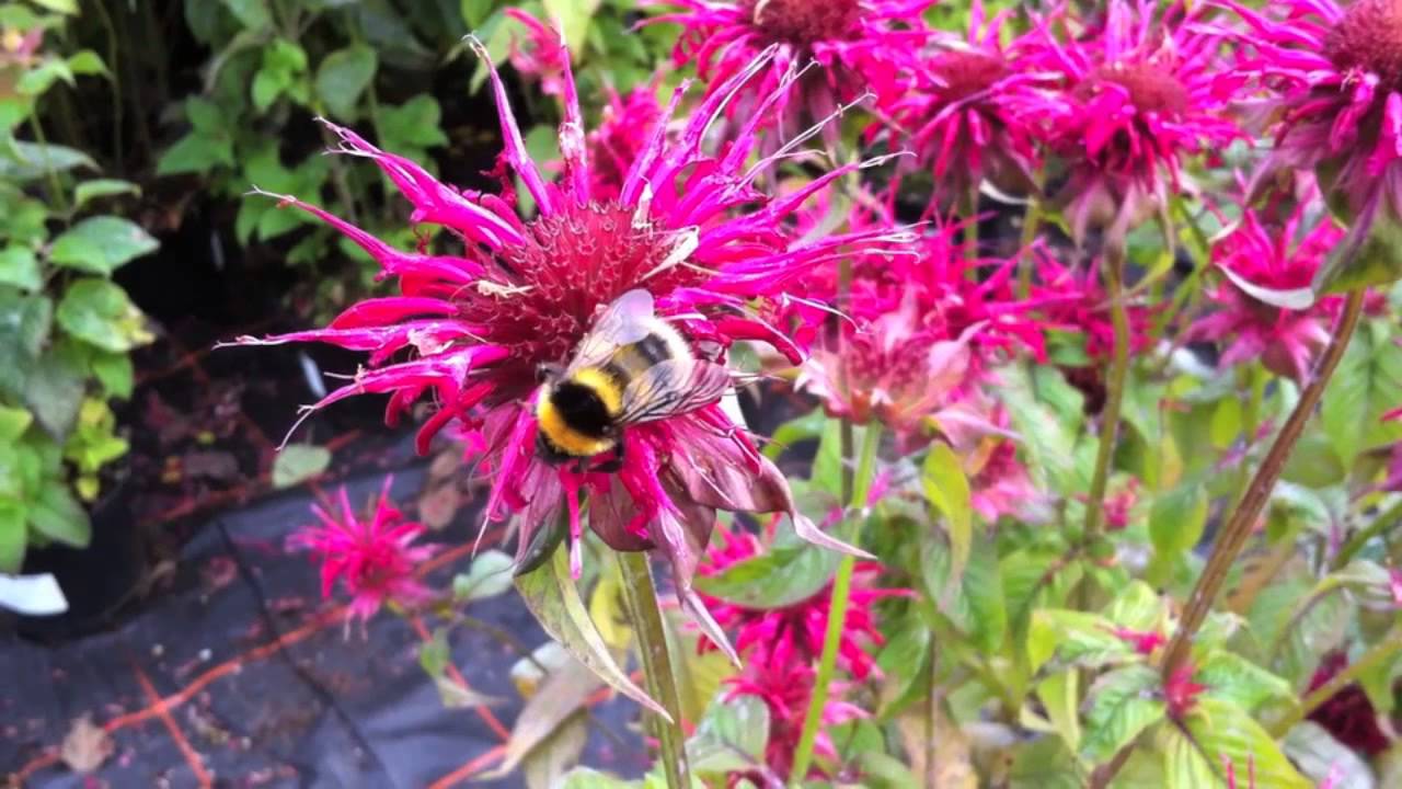 Plants for Bees in August