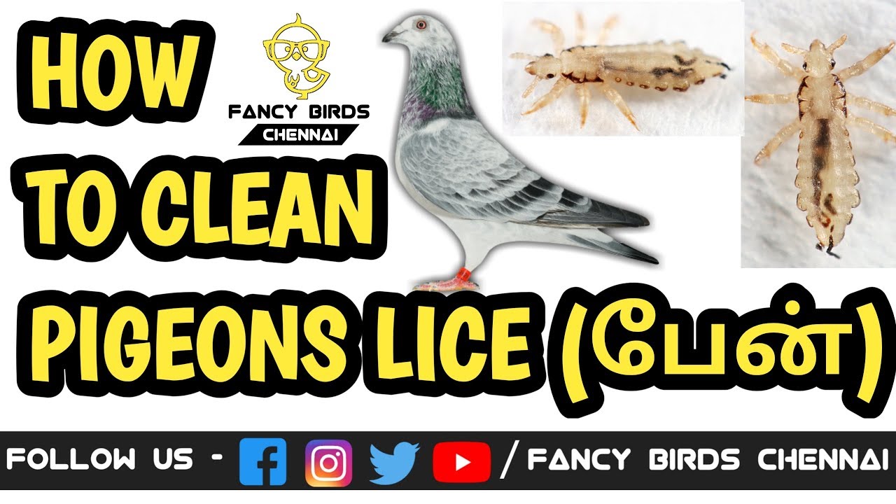 How to clean pigeons | LICE | பேன் | medicine | தமிழில் | fancy birds chennai