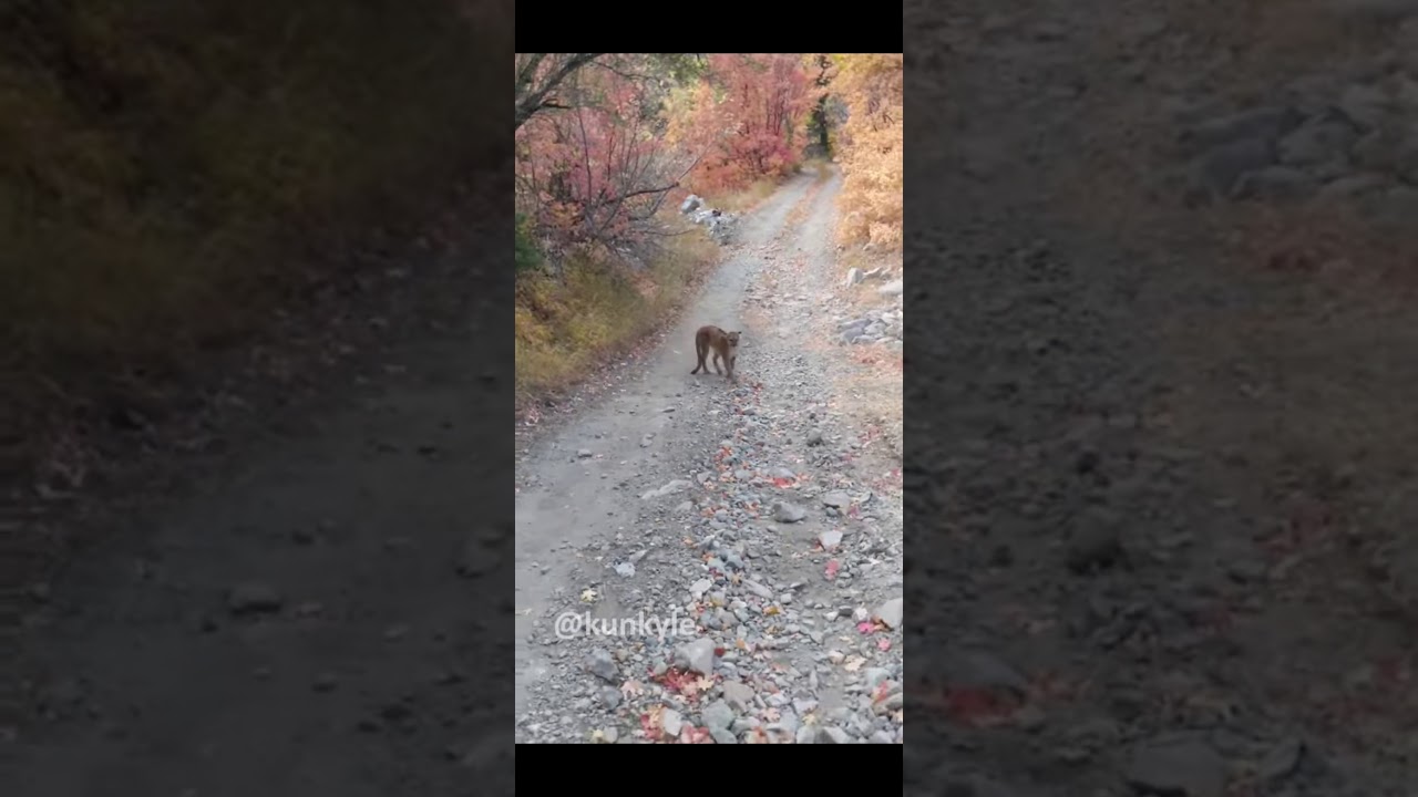 cougar attack