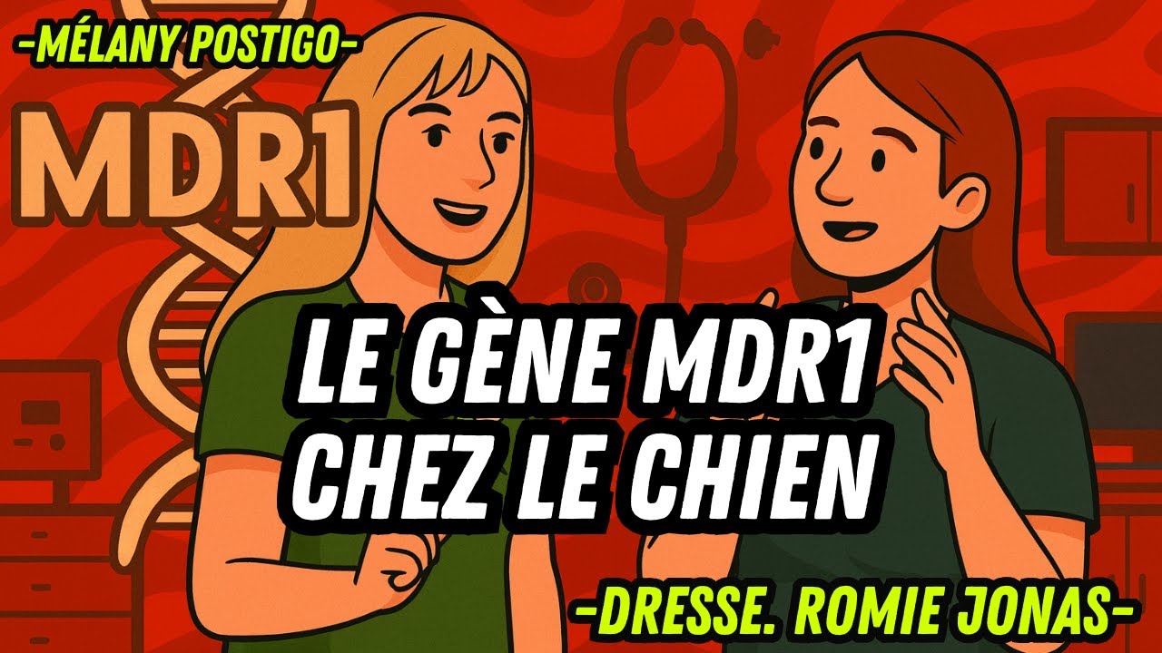 Le Gène MDR1 chez les Chiens est-il DANGEREUX pour la Santé ?