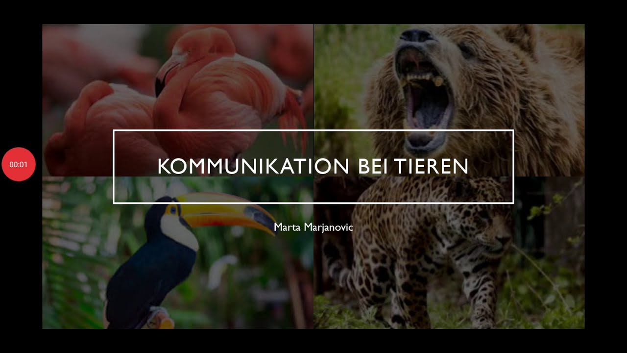 Kommunikation bei Tieren 02