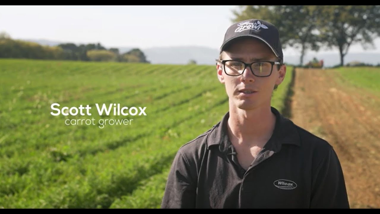 Growing carrots in NZ