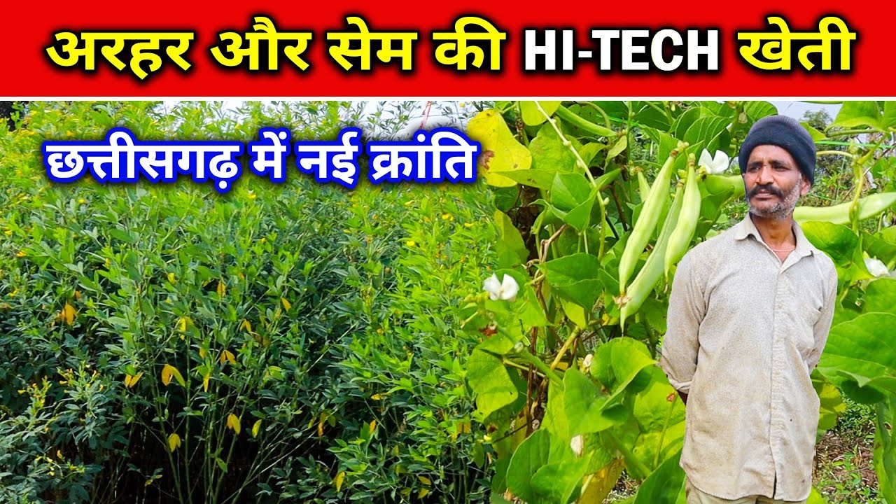 अरहर और केले की खेती छत्तीसगढ़ में।Arahar or Sem ki kheti Chhattisgarh Me। #omprakashausar