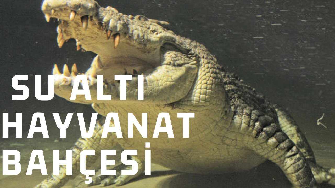 Emaar Akvaryum | Su Altı Hayvanat Bahçesi | Dev Timsah