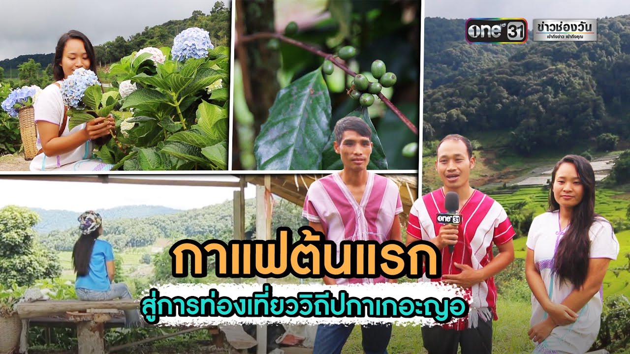 กาแฟต้นแรก สู่การท่องเที่ยววิถีปกาเกอะญอ | ข่าวช่องวัน