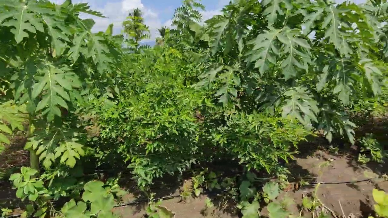 subash palekar 5 layer farming #agriculturefriend