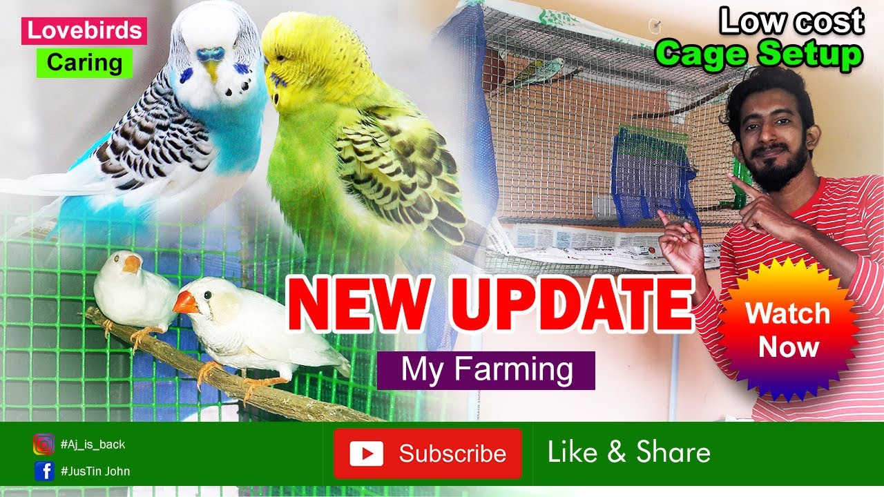 Low cost cage setup | Budgies, Finches,  Angle fish & Parrot fish updates