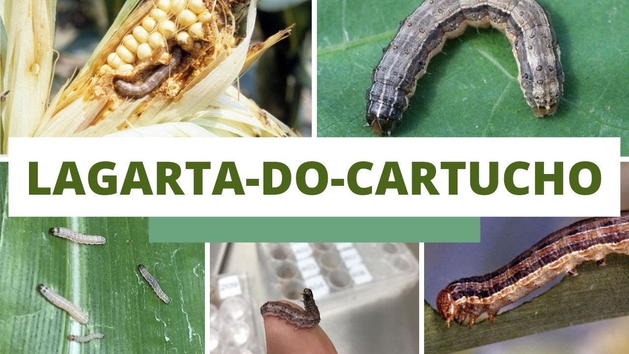 Proteja suas lavouras: tudo o que você precisa saber sobre a lagarta-do-cartucho