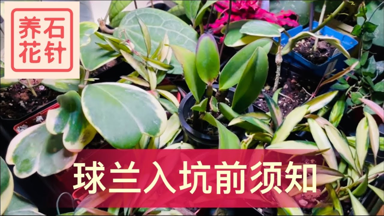 忠告刚刚入门球兰的朋友：为什么球兰不长？