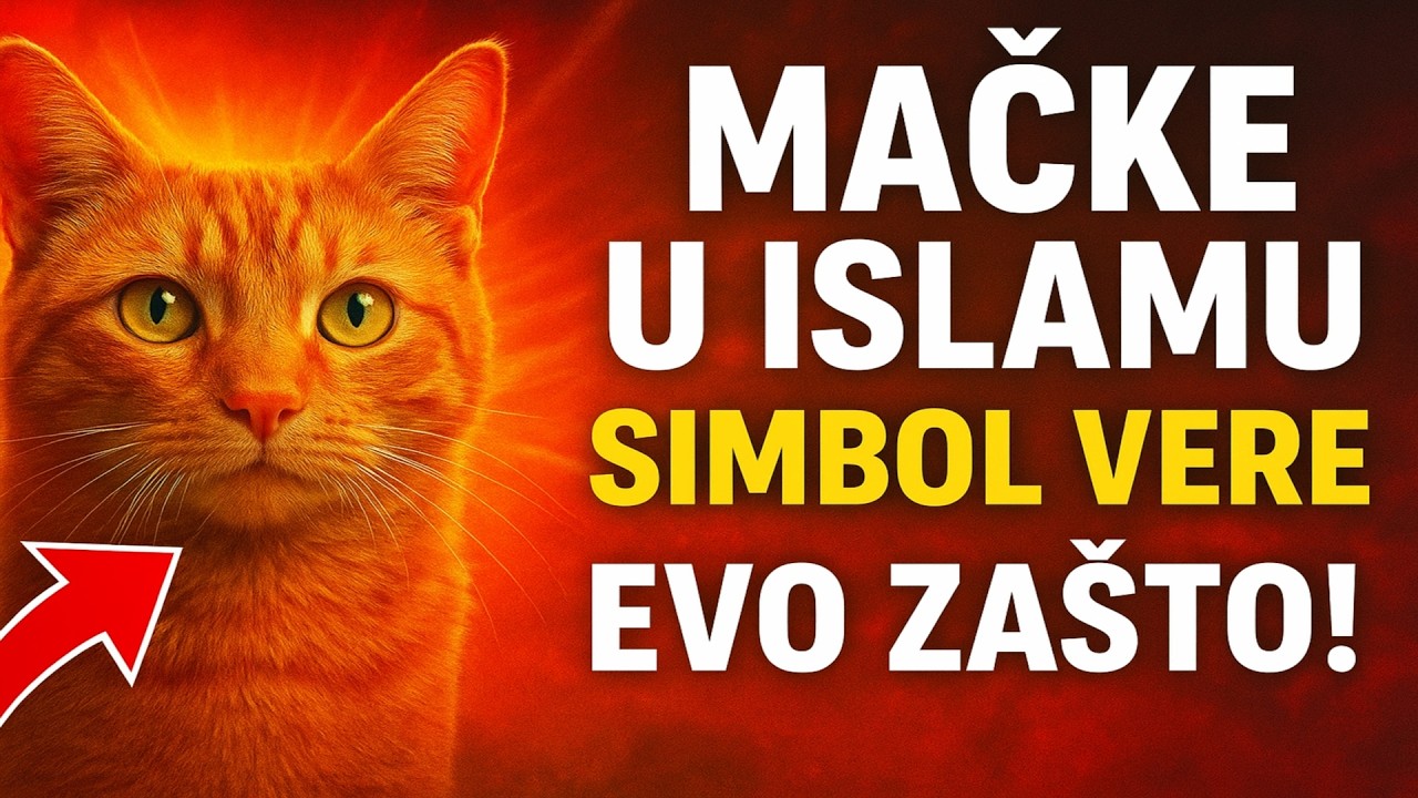 Mačke u Islamu: Nisu samo simpatični ljubimci, već mnogo više od toga – one su i SIMBOL VERE. Evo z