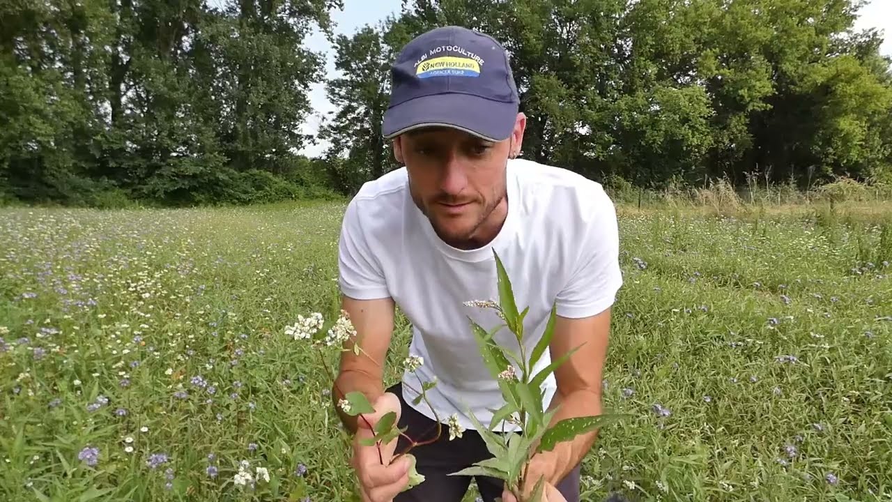 Les jachères mellifères sont-elles vraiment pertinentes ? Retour d'expérience.