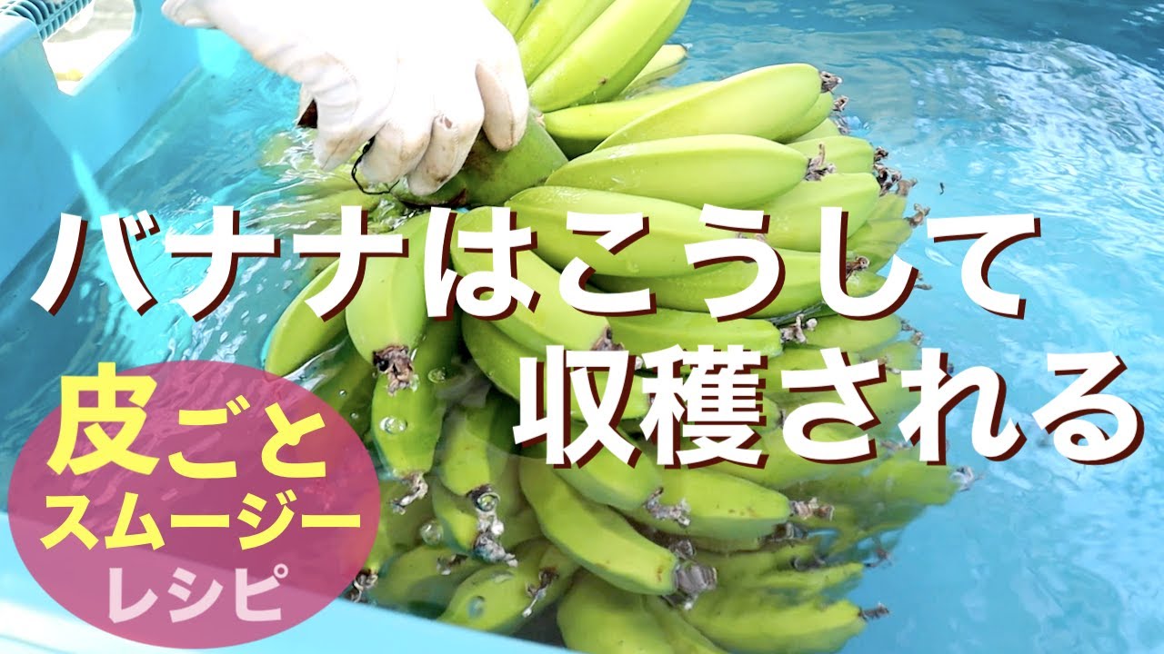 皮まで食べられる！1本100円の無農薬国産バナナ栽培【内田農園】