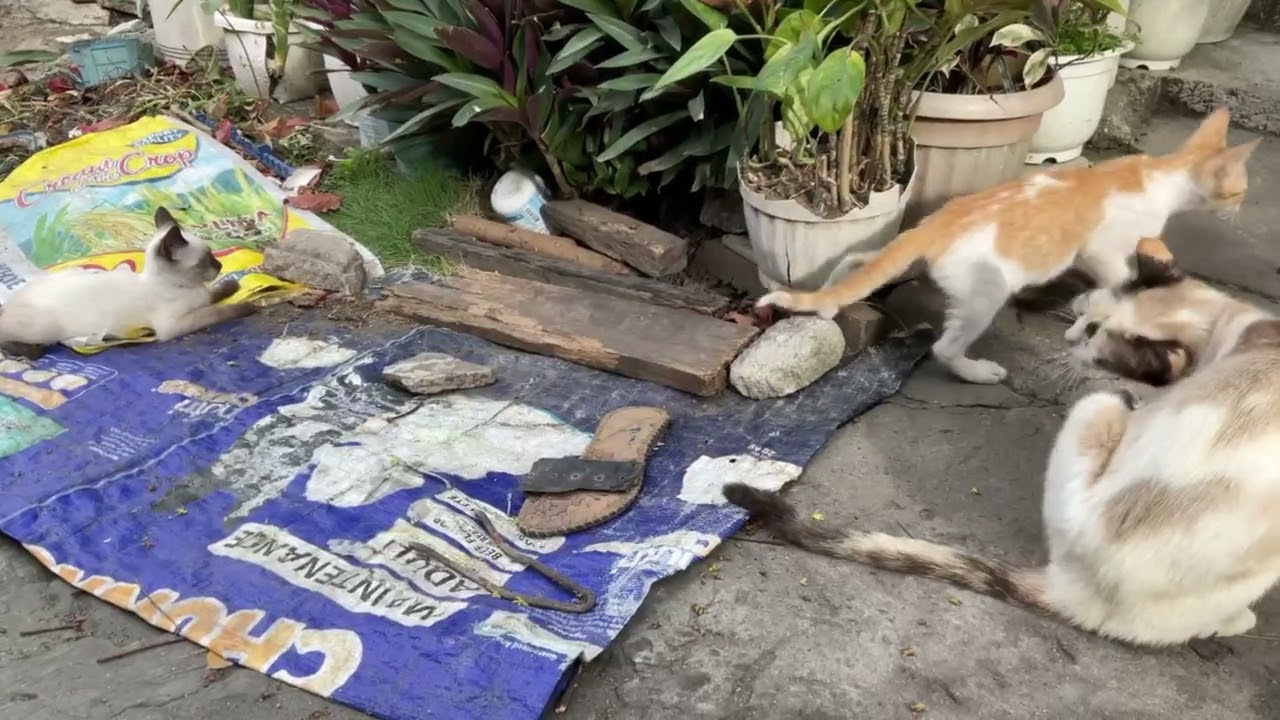 video of cute cats playing and chilling