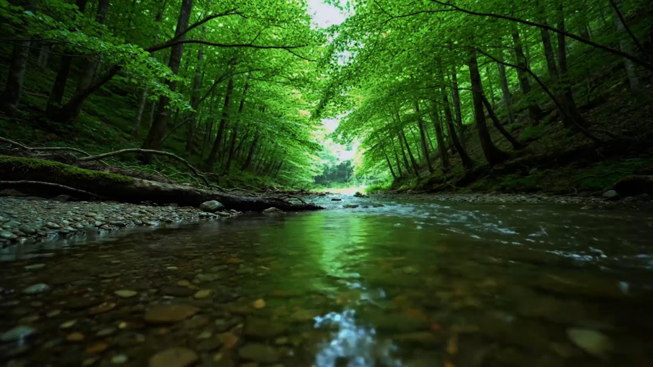 Beautiful Birdsong Deep in the Forest 🌿 Nightingale Singing & Relaxing Nature Sounds for Sleep, Rela