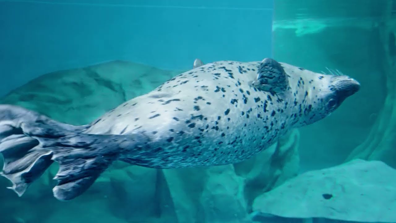 씨라이프 코엑스 아쿠아리움 SEA LIFE COEX, Seoul