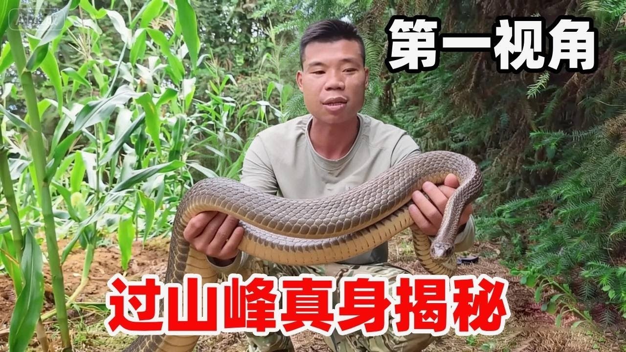 “过山峰” 到底是谁？滑鼠蛇 vs 眼镜王蛇，5 大区别一次分清！#物种鉴别 #民间误解
