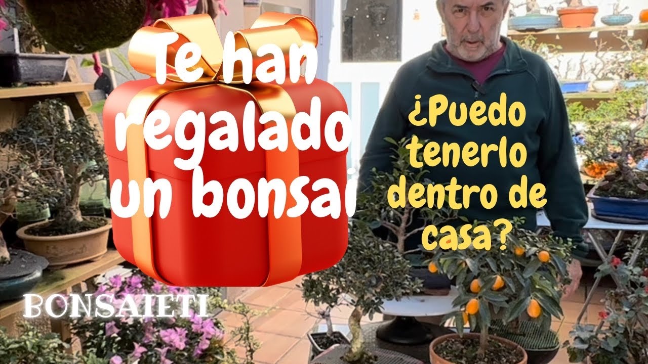 🌲PUEDO tener un bonsai DENTRO de CASA❓