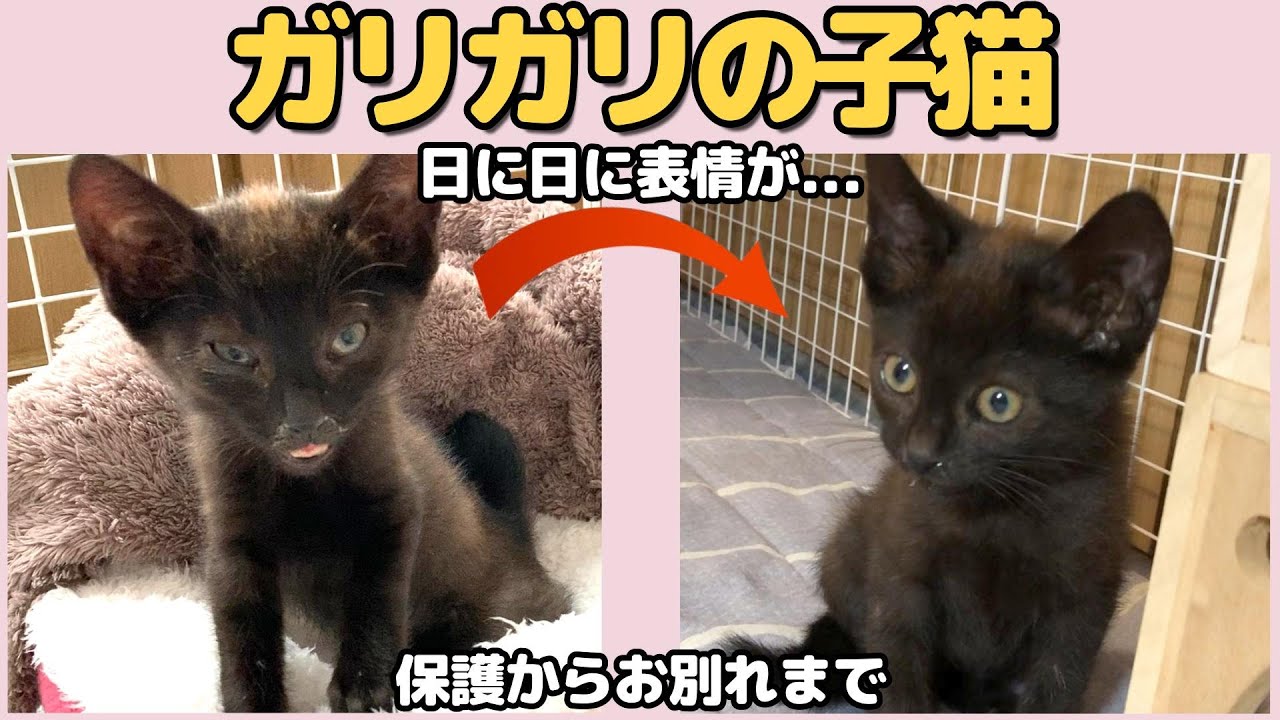 助けを求めてきた子猫【保護から別れまで・保護猫日記 】