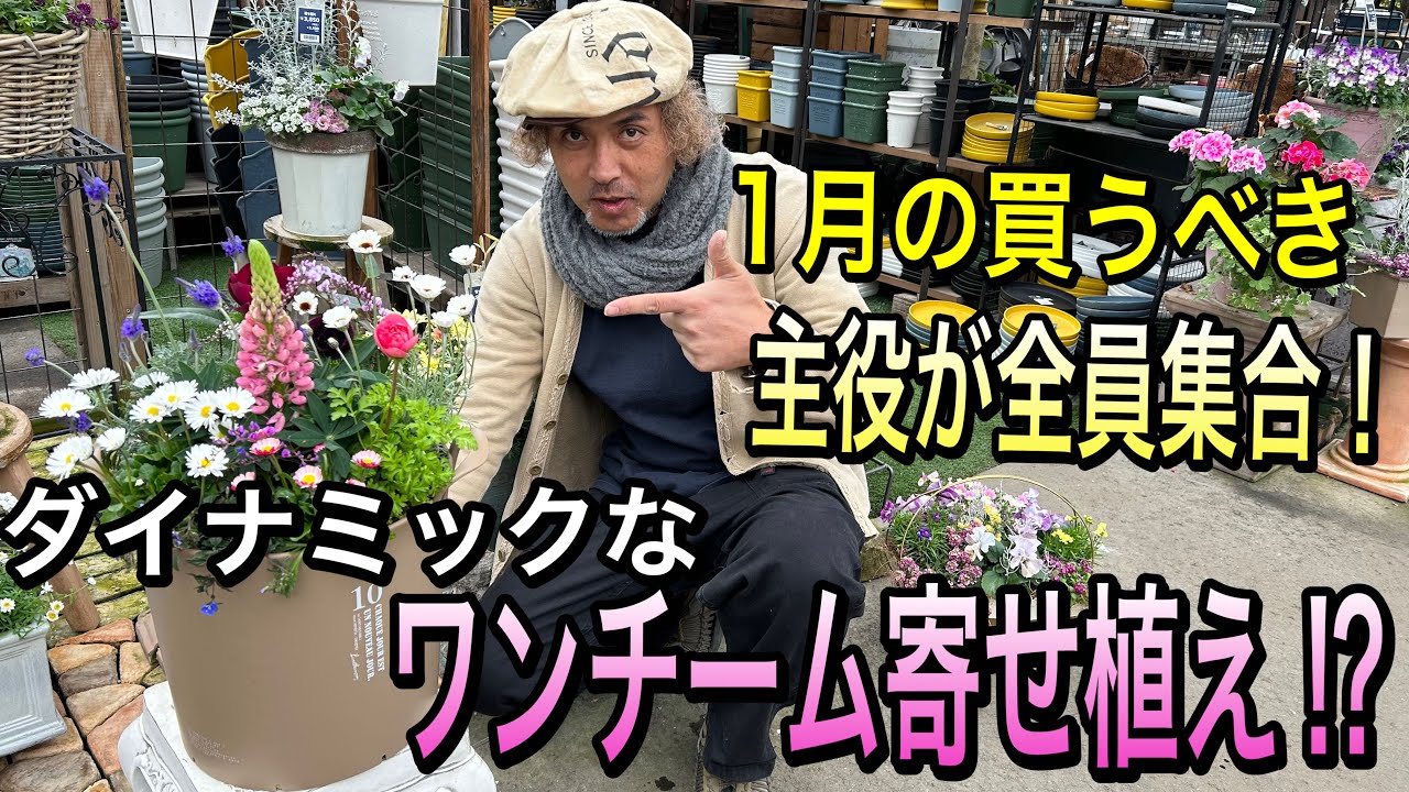 【寄せ植え】１月買うべき主役を１鉢にまとめたら…お花畑のような寄せ植えできました！