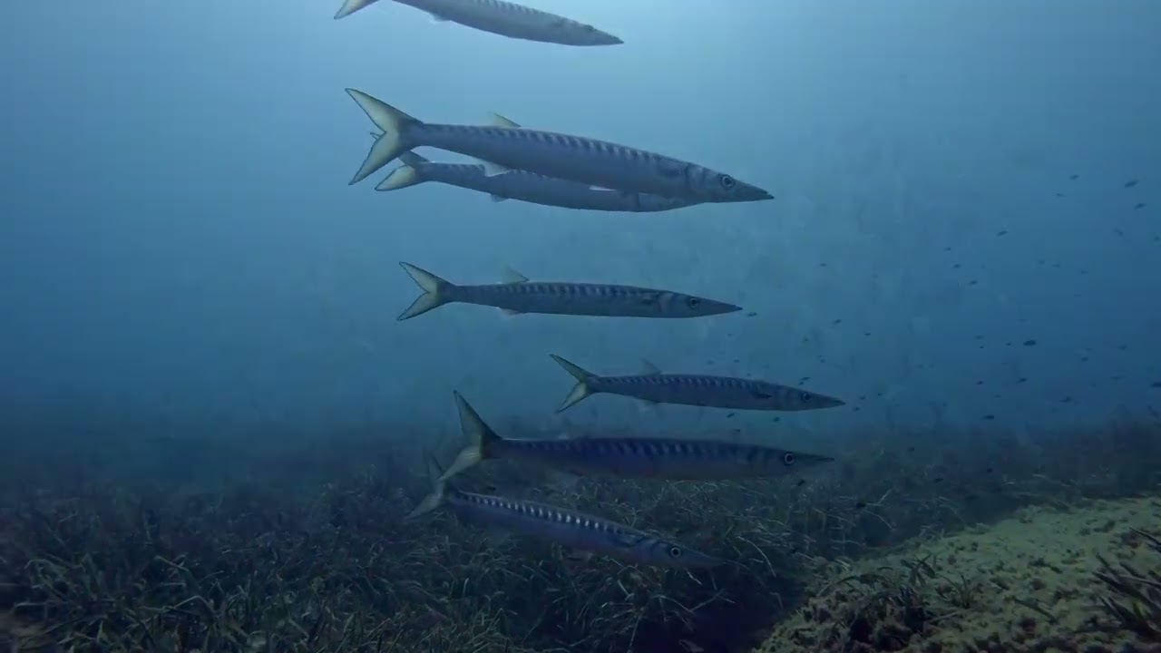 Buceo Javea 2023