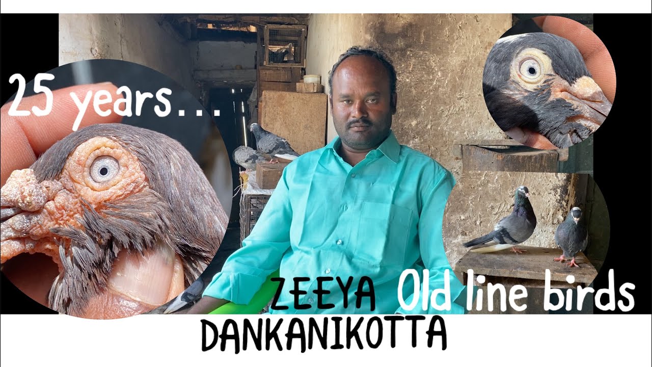 Zeeya Dankanikotta, tumbler pigeon , meter gauge travel, and more