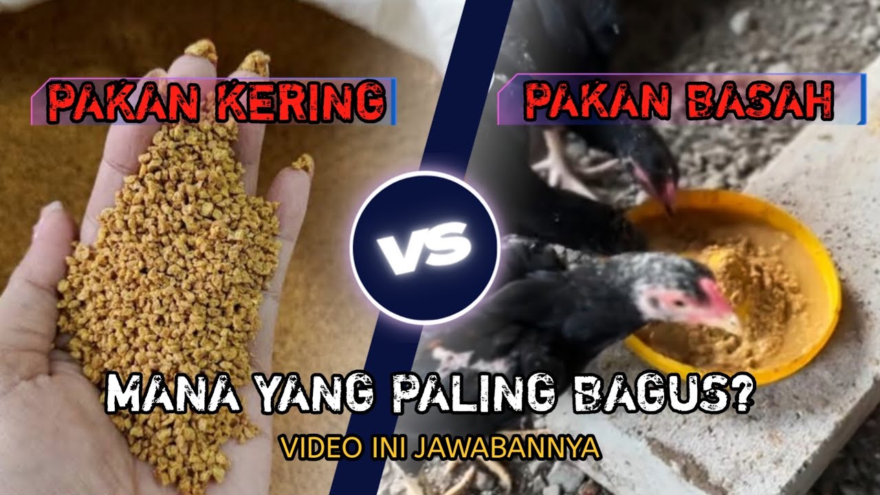 TRIK‼️ PEMBERIAN PAKAN AYAM 1 BULAN BIAR CEPAT BESAR DAN SEHAT ‼️