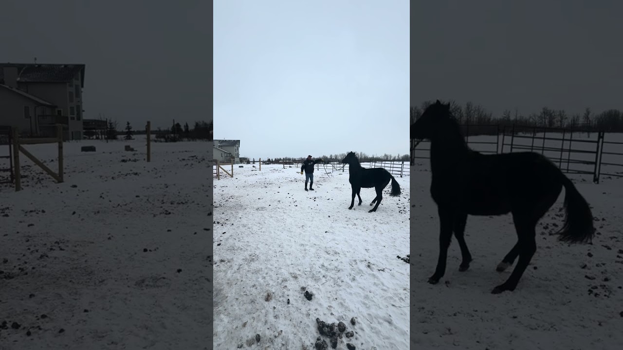 Morgan Colt Starting - Ryder