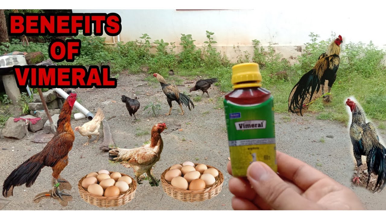 How to increase fertility of eggs | Vimeral Uses | Increase eggs and strength of hen | Vlog rooster