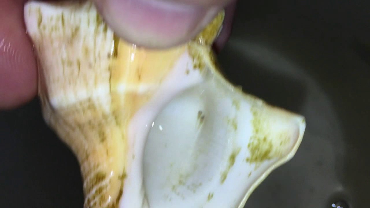 Extracting Neolamprologus caudopunctatus Chituta F1 fry from shell - PISCES