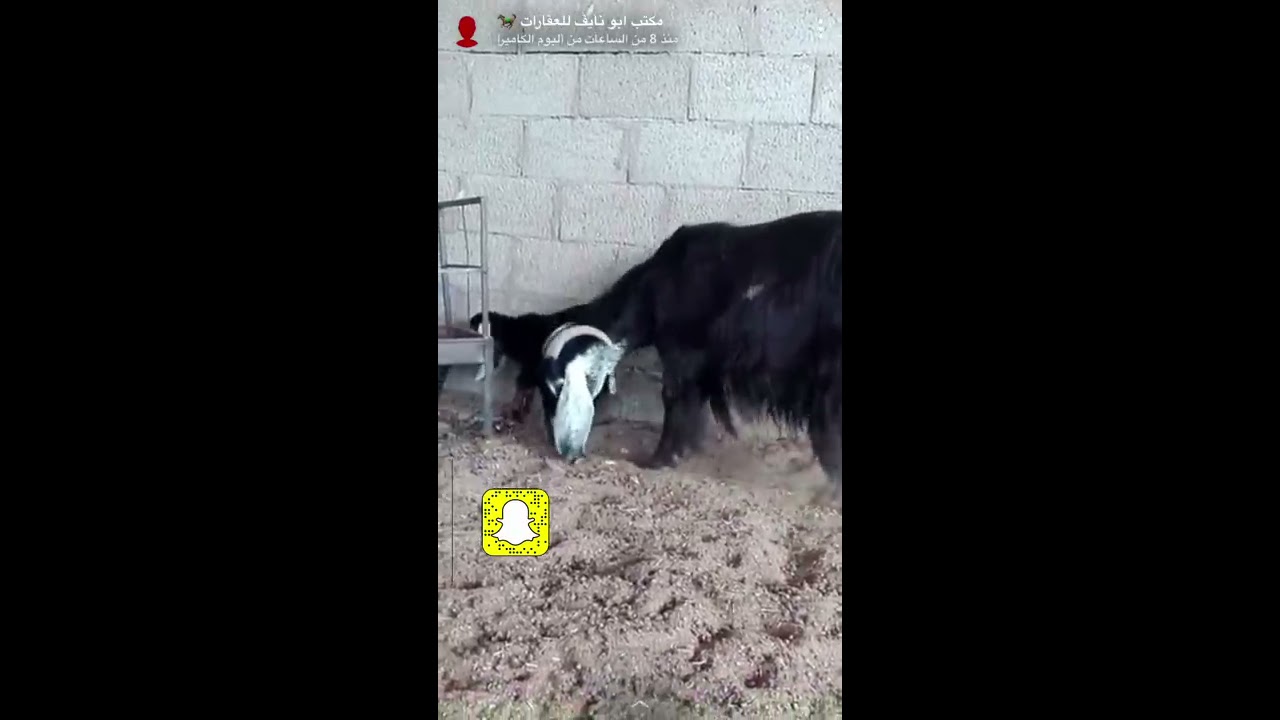 الماعز العارضي ونجاح الخطة الوطنية لتطوير قطاع الماشية لدى المربي ابو لارا السبيعي