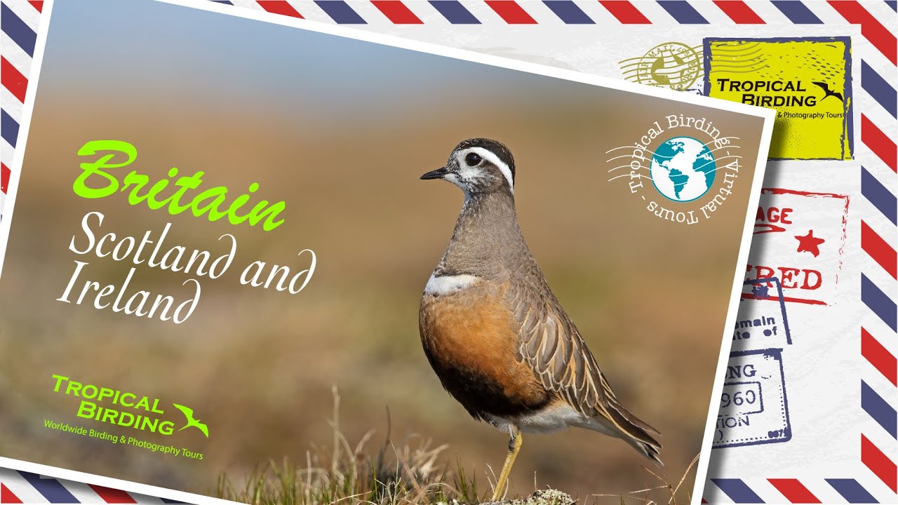 Tropical Birding Virtual Nature Tour of Scotland & Ireland by Charley Hesse
