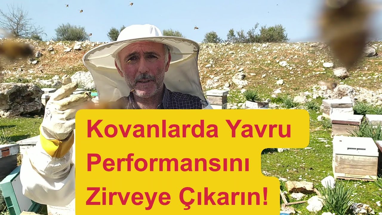 Arı Yavru Hamlesi Yaparken Beslenir.#arıcılık #beekeeping #bee #teşvik beslemesi#beekeeper