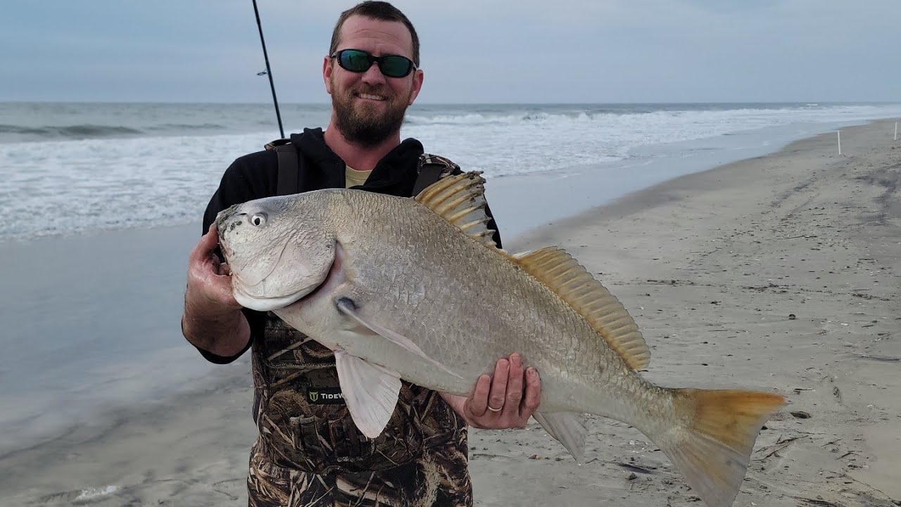 Black Drum - Surf Fishing - Assateague Island  VA