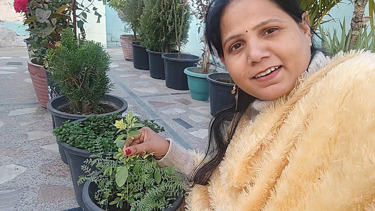 Hamare Khet Mein Chane Ka Ped