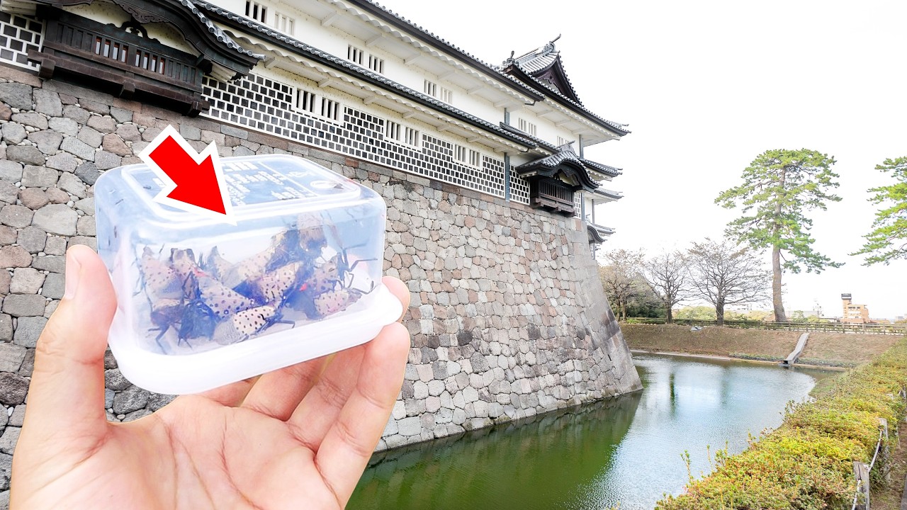 「兼六園」にヤバい外来種の昆虫が大発生してる