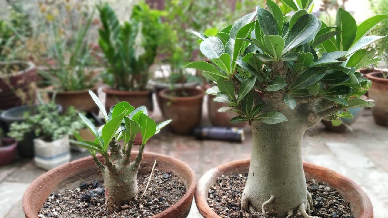 जानीये थाइलैंड के फेमस पौधे अडेनियम की देखभाल के बारे में || care of desert rose plant