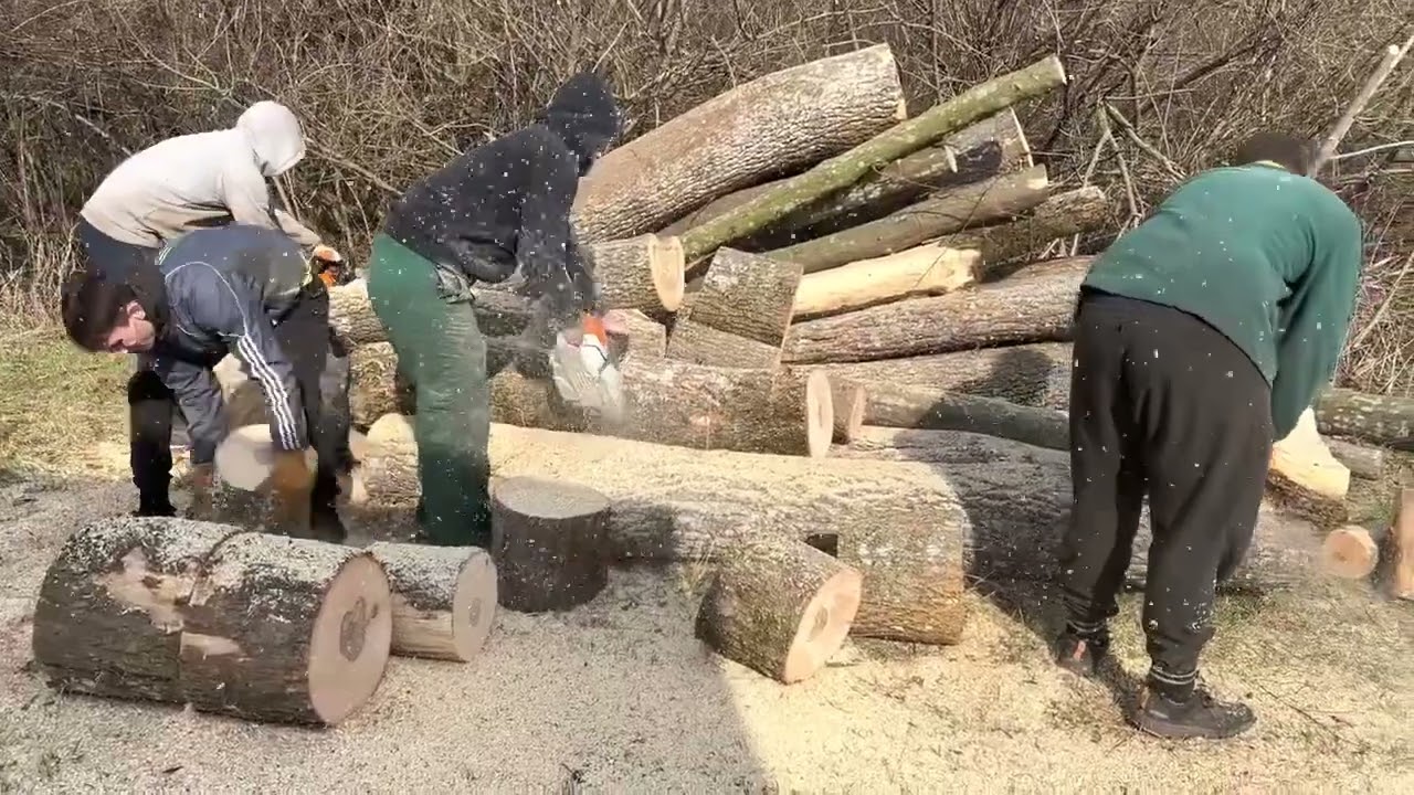 🌳🌳🌳🌳🌳
