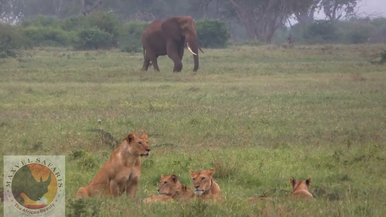WHEN GIANTS MEETS KINGS OF THE WILD | ELEPHANT VS LION ENCOUNTERS 