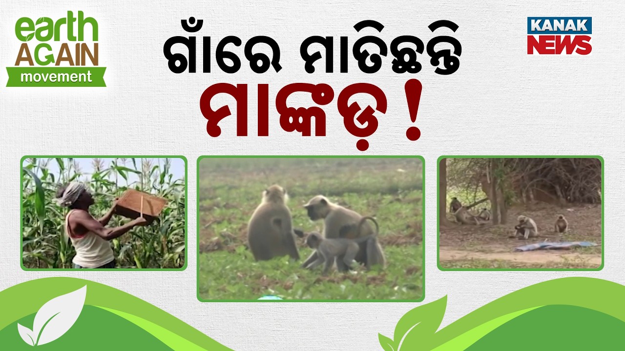 Monkey Menace in Odisha Village: Monkeys Destroying Crops and Terrifying Locals | Punascha Pruthibi