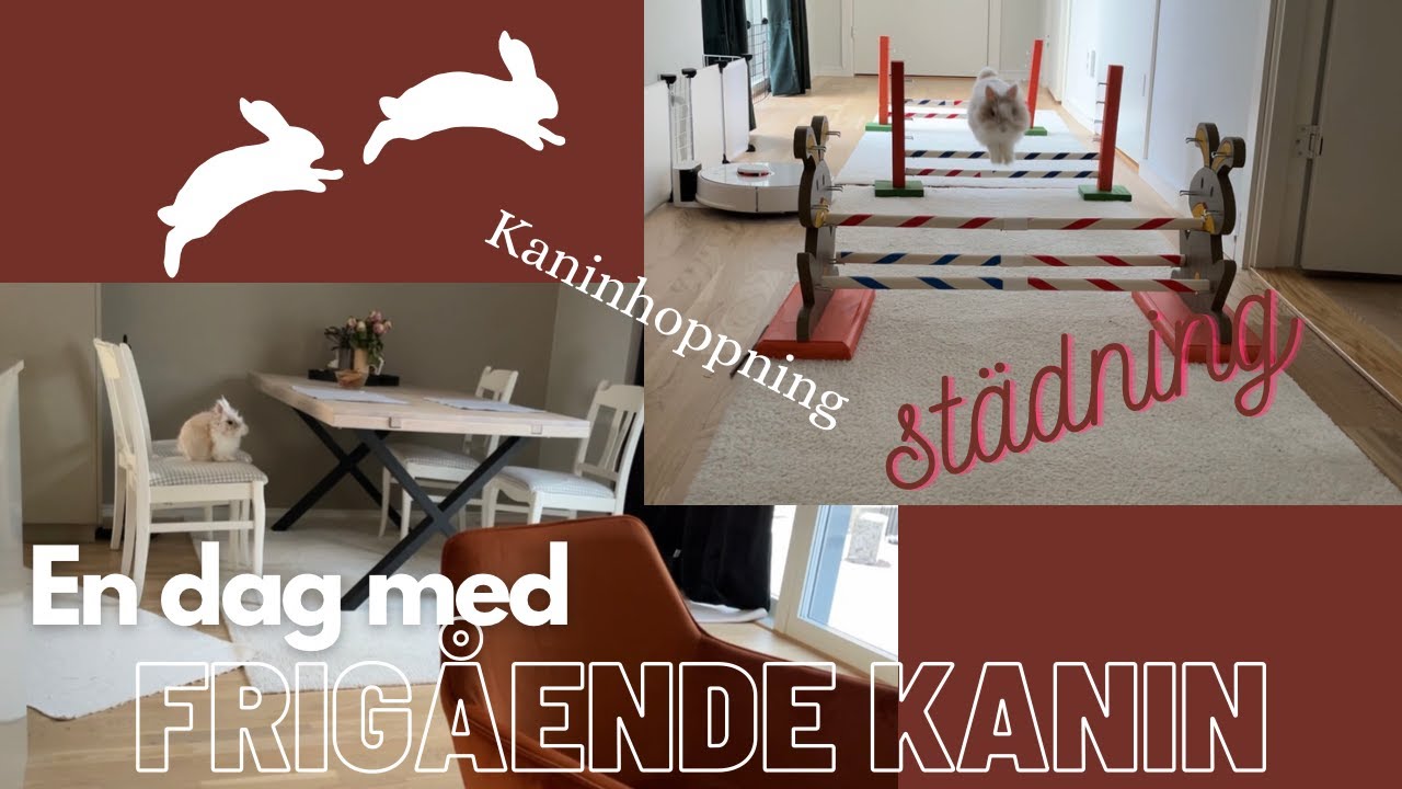 VLOG: En dag med Rufus, kaninhoppning och mys!