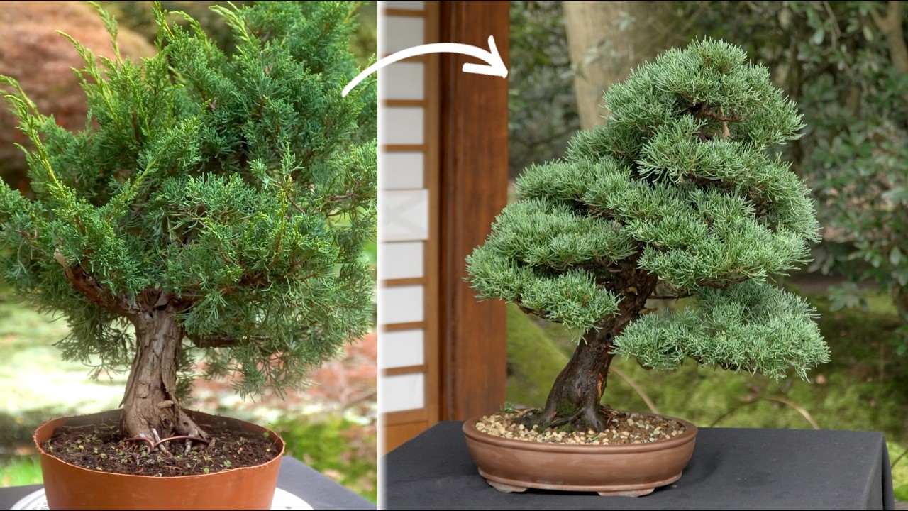 26 Years in the Making: Styling a Juniper Bonsai from raw material