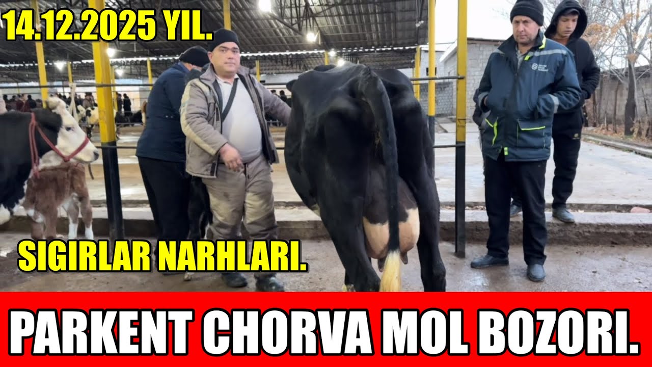 TOSHKENT VIL, PARKENT TUMANI, BOYQOZON QO&rsquo;RG&rsquo;ONI, CHORVA MOL BOZORI,SIGIRLAR NARHLARI.