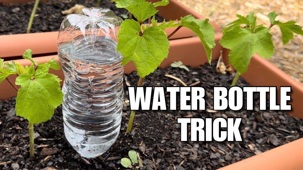 How to Water Your Garden While On Vacation - DIY Drip Irrigation