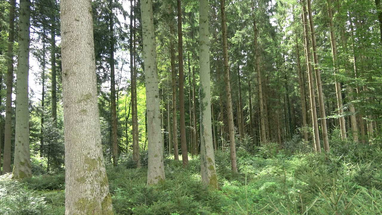 Natürliche Waldentwicklung