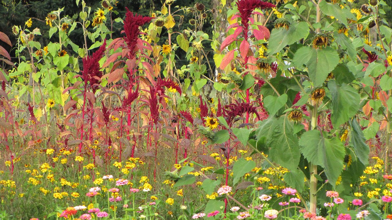 Alan Kapuler: Ethical Living and Gardening as a Metaphor for Life