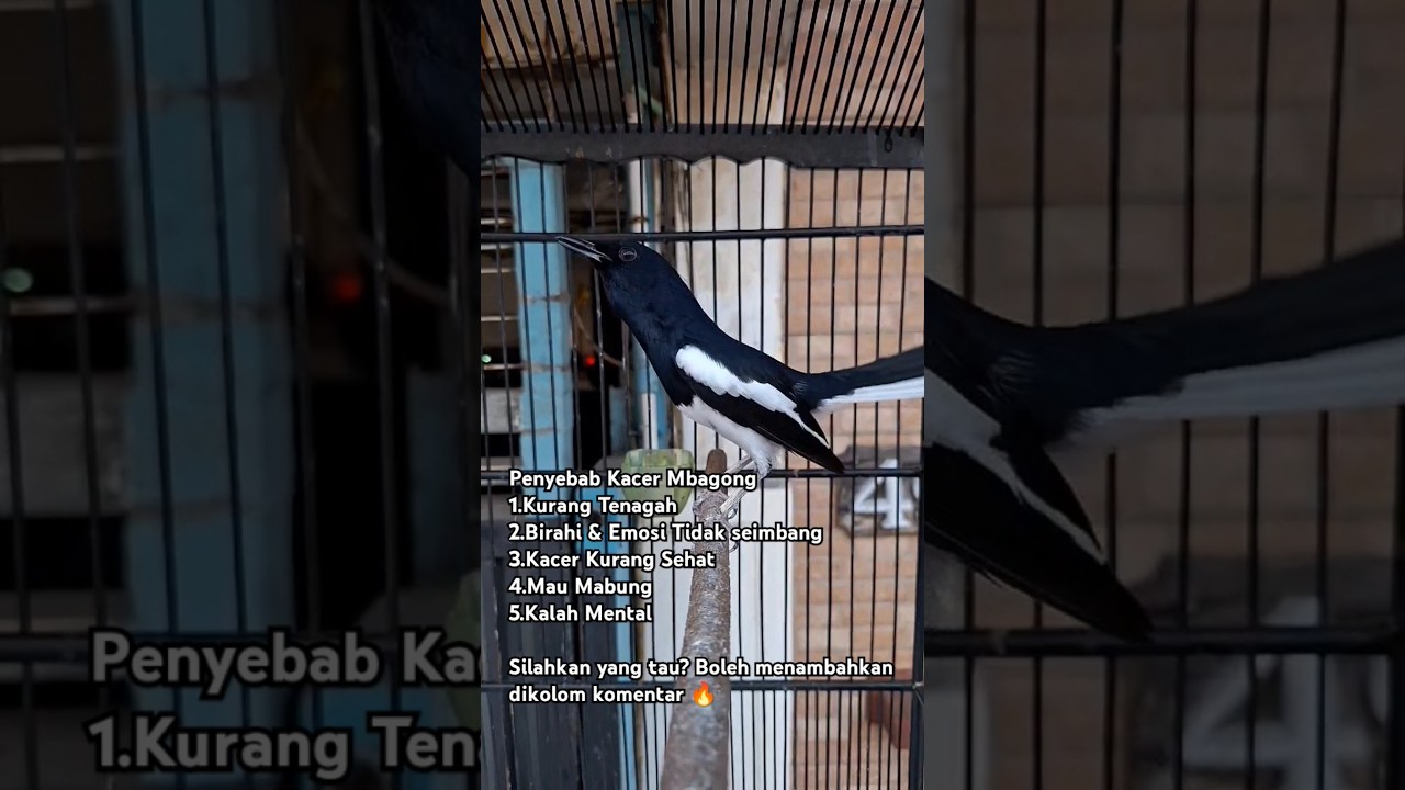 Penyebab Kacer mbagong atau nangkur @kacerturbo #hewan #burung #kicaumania #kacer #burungkacer