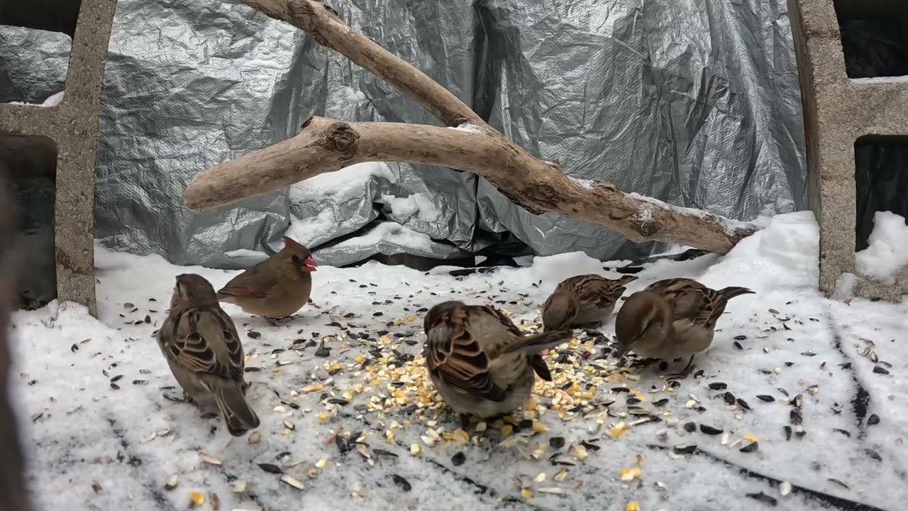 Critter Cam - 12-30-25 - A regular day, with a little snow.